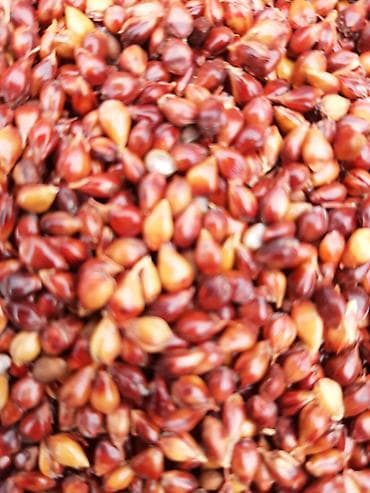 Семена: Süpürgə toxumu yüksək keyfiyyətli, əla məhsuldarlıq, təmizlənmiş — 2