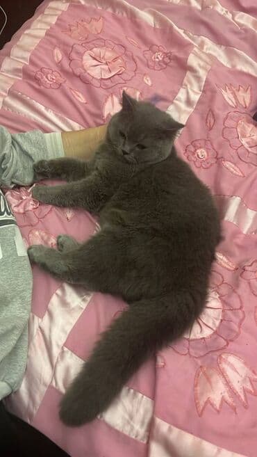 şotland pişiyi qiymeti: Şotland, Erkək — 9