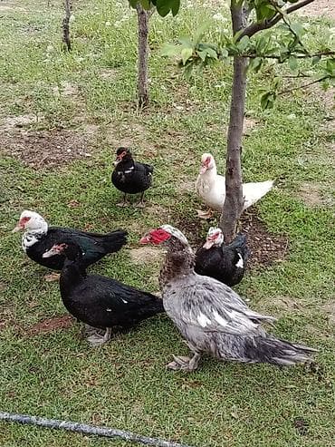 erkek pişik: Erkək, | Lal ördək, Damazlıq — 2