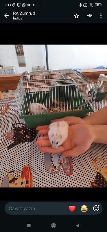 mal bazarı: Hamster və qəfəs dəsti - Növ: xırda ev heyvanı (hamster), açıq — 1