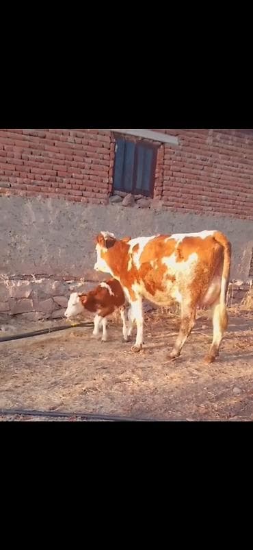 keci satışı tap az: Simental tipli inək və balası - Rəng: qırmızı-ağ alaca - Ana inək — 7