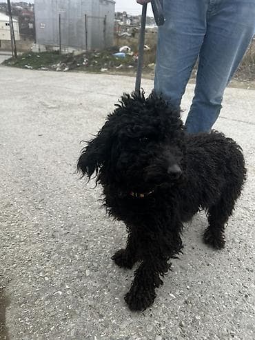 top 3 ev heyvanları: Yaş yarımdı real alıcıya endirim olunacağ — 1