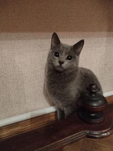 sfinks pişik: Rus mavi, Erkək — 2