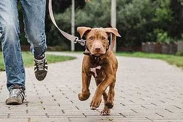Əməkdaş Axtarılır – Freelance (Dog Walking & Pet Sitting) — 1