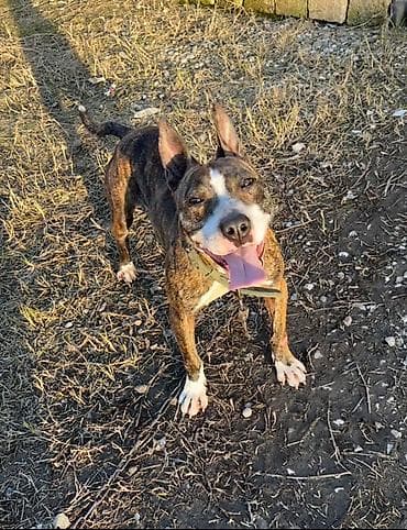 itler ucun qurd dermani: Pitbul, 11 ay, Dişi, Ödənişli çatdırılma — 2