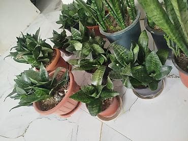 studiya otaq: Sansevieria (Qayın dili) otaq bitkiləri – müxtəlif ölçülərdə və — 2