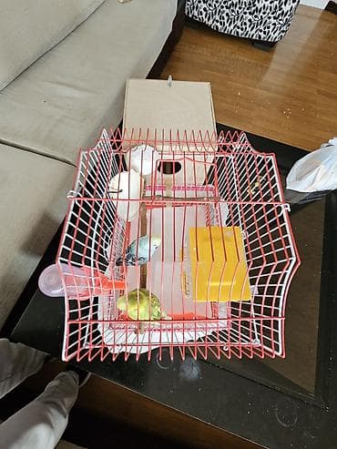 quş üçün qəfəs: Bala verməyə hazırlaşan muhabbət quşları. Sağlamdırlar və aktiv — 1