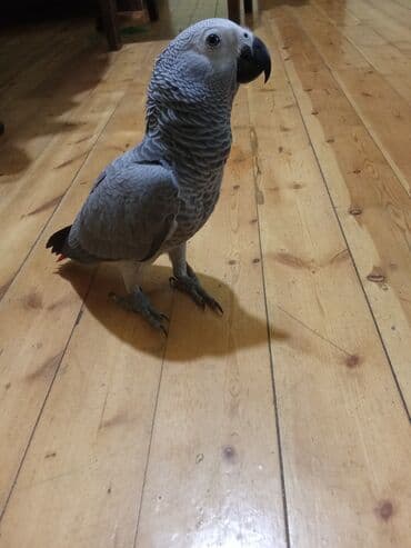 İtlər: Bala jako,danışmağa meyilliditam evcilmehriban quşdur .Uşaqlarla — 2