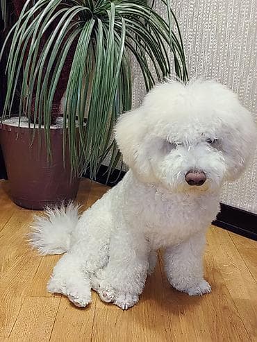 itlərin cütləşdirilməsi: Bişon Frize, 6 ay, Erkek — 3