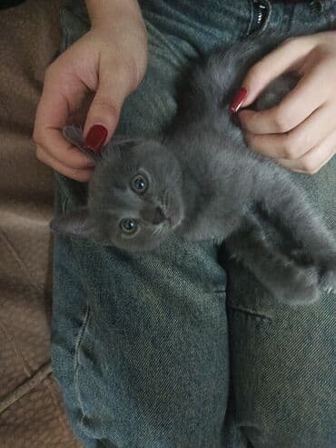 pisiklere qurd dermani nece verilir: Boz rəngli balaca pişik balası Salam. bu ayın 11i 4 cü ayına — 1