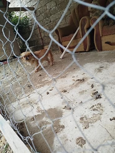 qurd basar iti: Pekines — 4