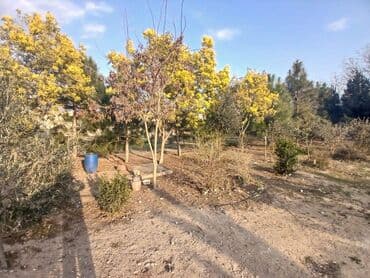 dübəndi torpaq: 15 sot, Biznes üçün, Makler, Kupça (Çıxarış) — 2