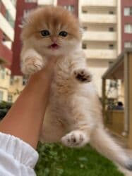 pişik tualet: Qızıl şinşilla — 5