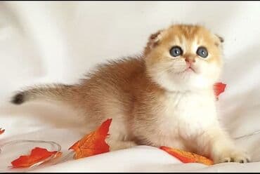 tap az kt heyvanlar: 100 ile 400 arasi cins saf qan saqlam pisiklerimiz var sekilde olmayan — 7