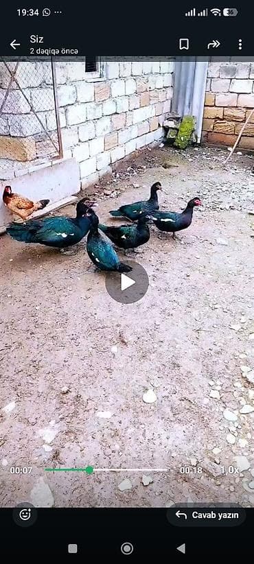 qara australorp: Boz-gümüşü, tünd qara - Qrup şəklində saxlanılır, səhnələrdə həm açıq — 1