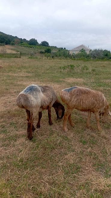 Heyvanlar: 7 baş Qazaxıstan sortu dişi qoyun satılır. 6-sı ikinci qarına boğaz — 3