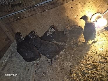 karella qus: Toyuq cücələri, Damazlıq — 4