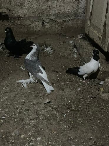 K/t heyvanları və malları: Delfin cinsi cütü 100 manat Cins göyərçin – dekorativ lələkli ayaqlı — 2