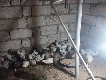 С/х животные и товары: Куриные цыплята, Для разведения — 2