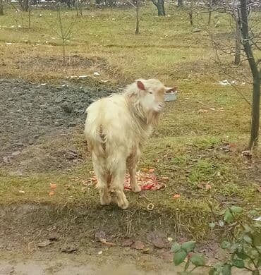 İtlər: Ağ rəngli keçi – uzun və qalın yunlu, saqqallı erkək. Orta-böyük bədən — 2