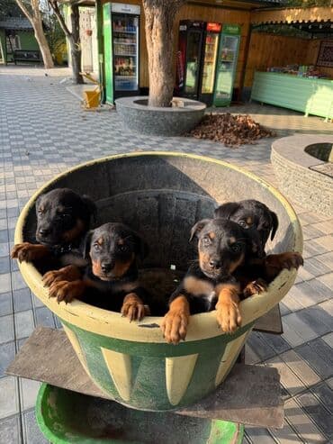 dişi quzu: Rotveyler, 2 ay, Dişi, Peyvəndli, Ünvandan götürmə — 9