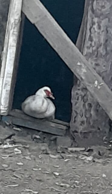 Erkək, | Kuban, Ətlik, Ünvandan götürmə — 2