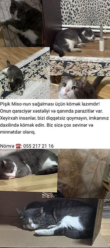 ankara pişiyi: Xidmət: Xeyriyyə məqsədli yardım elanıdır Məzmun: - Pişik Miso üçün — 1