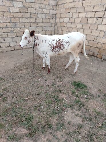 itlerin pulsuz verilmesi: Disi danadi yarma yiyib dam heyvandi — 5