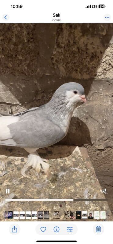 maraqli it adlari: Delfin cinsi erkek 50 manat Cins göyərçin – dekorativ lələkli ayaqlı — 6