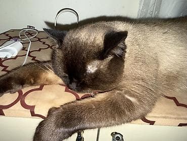 sahiblenme: Erkək, Yaxşı əllərə, Ödənişli çatdırılma — 4