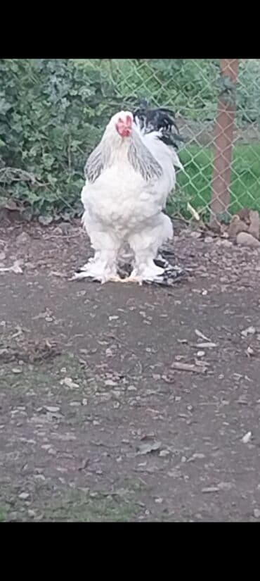 pekines itlerin satisi: 6 aylığ brahma xoruz satılır — 1