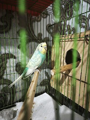 muhabbet kuşu satışı: Çexdən dönmə dişi bala verib — 5