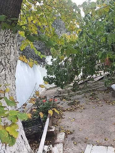 Daşınmaz əmlak: 13 sot, Tikinti, Maklerlər narahat etməsin, Bələdiyyə, Kupça (Çıxarış) — 8