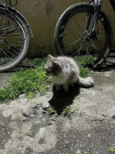 Pişiklər: Yaxşı əllərə, Ünvandan götürmə — 3