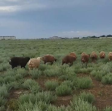 qoyun mal: Qurbanlıq quzular hər bir çəkidə var istəyən əlaqə saxlasın — 4