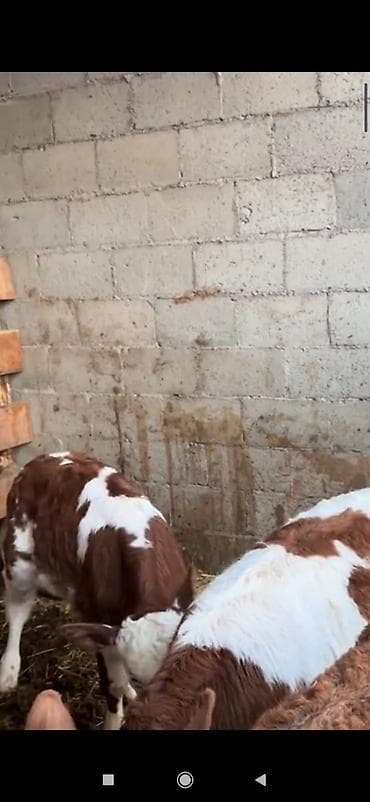 simental erkek dana: 1 Aylıq ot yeyən Holstein ivanovka və Smental buzovlar satılır — 2