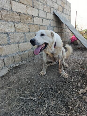afcarka itlerin satisi: Alabay, 8 ay, Dişi — 2