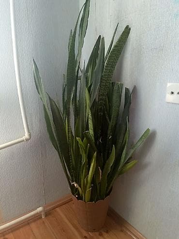 ciledagi bitkisi: Sansevieria (Qaynanadili) – böyük ölçülü otaq bitkisi - Növ — 3