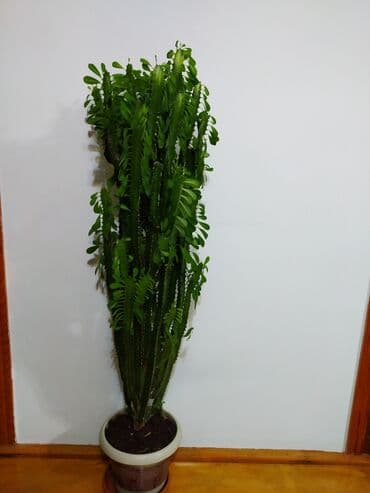 вешалки для одежды: Euporbiya gülü — 1