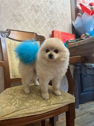 pomerian şpits: Шпиц, 1 год, Самец, Для вязки — 3