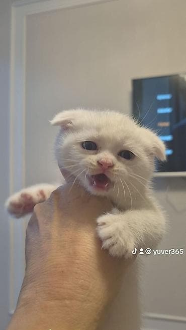 sinsila pisik: Britan, Ödənişli çatdırılma — 8