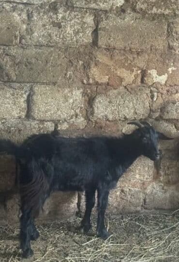 Super disi cepiş vacapa yazin yigin