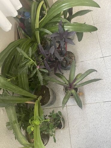 liliya gul: Otaq bitkiləri dəsti - Euphorbia milii (Tikanlı tac) – qalın tikanlı — 7