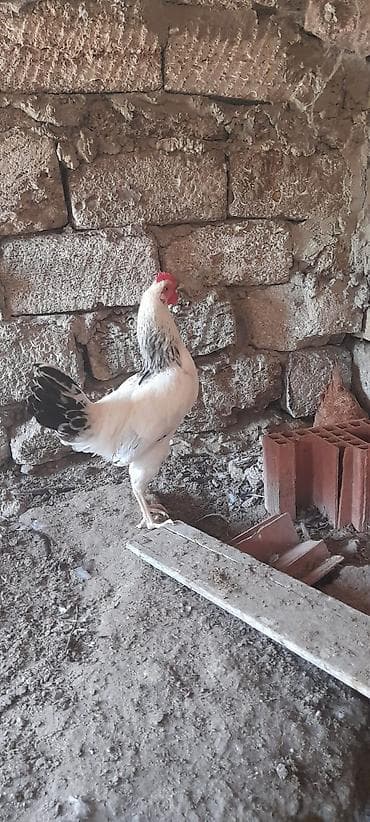 amadin satilir: 5 ayliq xoruzlardi 20-25 ədəddi tək-təkdə satilir dərmanlari verilib — 2