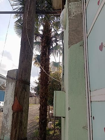 Trachicarpus fortunei (yelpəkli/xurma palmisi) – yetkin dekorativ