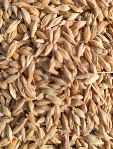 May ayının sonları ve İyun ayının başı saheden arpa biçini