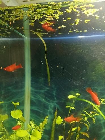 Gəmiricilər: Sülhsevər — 1