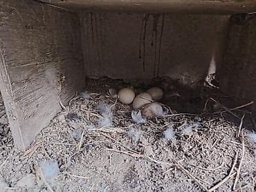 cuce ve xoruz temsili: Salam şəkildəki lal ördəklər satılır yumurtuyurlar ataları lavanda — 2