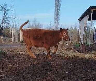 Куры: Yanı balalı inək 5 aydır doğub hal hazırda quru otla 5-6 litir süd — 2