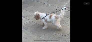 it satişi: Pudel, 7 ay, Erkek, Sənədli, Ödənişli çatdırılma, Ünvandan götürmə — 4